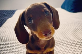 Illustration de l'article : Pour sauver Lola, un minuscule chiot, des vétérinaires tentent une chirurgie cardiaque complexe qui pourrait lui être fatale