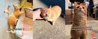 Illustration de l'article : Cette bénévole n'arrête plus de secourir les chats roux depuis son premier sauvetage 3 ans plus tôt (vidéo)