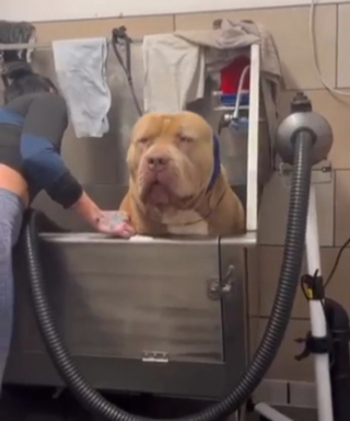 Illustration de l'article : Un couple de toiletteurs ouvre grand les portes de son salon aux races de chien interdites comme l'American Bully XL