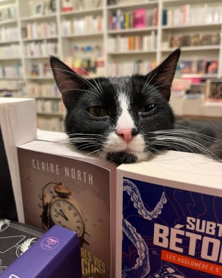 Illustration de l'article : Forte de son succès, la "ronron-librairie" Mon Chat Pitre entend faire des petits en lançant sa campagne de financement participatif