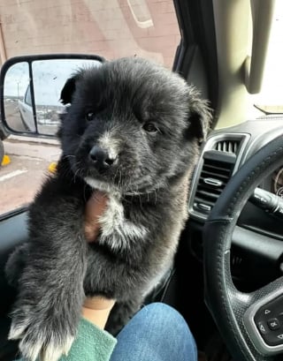 Illustration de l'article : Ce chiot aux airs d'ourson découvert seul sur un parking n'avait besoin que de quelques mots d'encouragement pour sortir de sa cachette