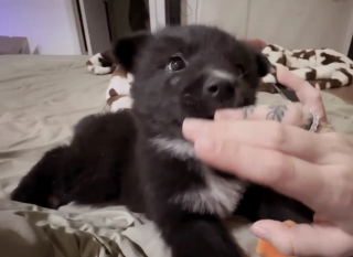 Illustration de l'article : Ce chiot aux airs d'ourson découvert seul sur un parking n'avait besoin que de quelques mots d'encouragement pour sortir de sa cachette