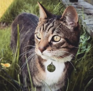 Illustration de l'article : Un couple endeuillé se rend au refuge pour adopter un chat et en ressort les bras chargés
