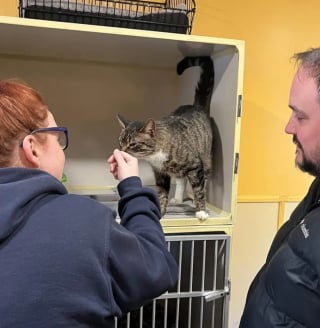 Illustration de l'article : Un couple endeuillé se rend au refuge pour adopter un chat et en ressort les bras chargés