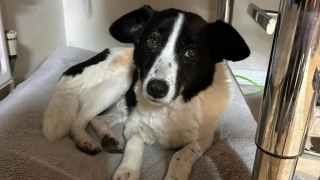 Illustration de l'article : Un chien disparaît lors d'une promenade et devient pour ceux qui le recherchent "une aiguille en mouvement dans une botte de foin"