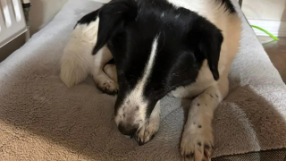 Illustration de l'article : Un chien disparaît lors d'une promenade et devient pour ceux qui le recherchent "une aiguille en mouvement dans une botte de foin"