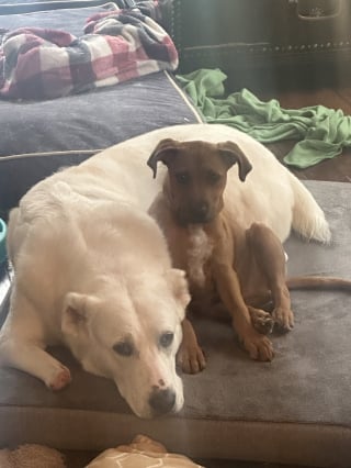 Illustration de l'article : Une chienne mutilée renaît à 10 000 km de chez elle en prenant soin de chiots orphelins