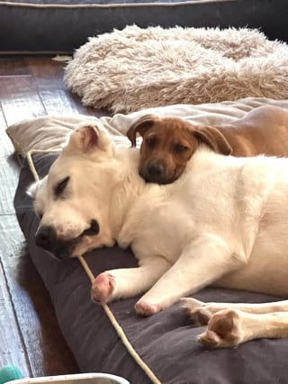 Illustration de l'article : Une chienne mutilée renaît à 10 000 km de chez elle en prenant soin de chiots orphelins