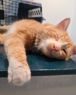 Un chat errant fatigué de se battre, miaule désespérément au ..., image size:320x400