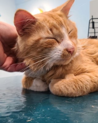 Illustration de l'article : Un chat errant fatigué de se battre, miaule désespérément au milieu des détritus dans l'espoir de sortir de son enfer