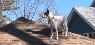 Illustration de l'article : L'étrange passe-temps d'un chien rescapé qui ne résiste pas à l'appel des hauteurs alors qu'il "avait peur de tout"