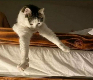 Illustration de l'article : 16 photos montrant que le monde serait réellement moins agréable sans la présence des chats