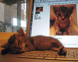 Illustration de l'article : 16 photos montrant que le monde serait réellement moins agréable sans la présence des chats