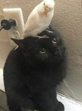 Illustration de l'article : 16 photos montrant que le monde serait réellement moins agréable sans la présence des chats