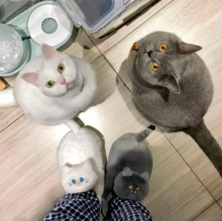 Illustration de l'article : 16 photos montrant que le monde serait réellement moins agréable sans la présence des chats