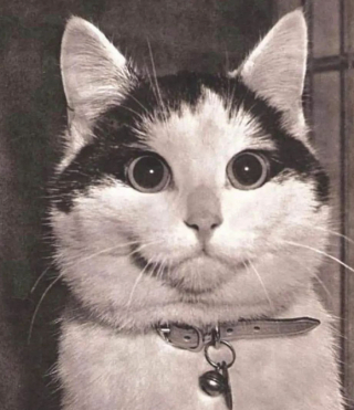 Illustration de l'article : 16 photos montrant que le monde serait réellement moins agréable sans la présence des chats