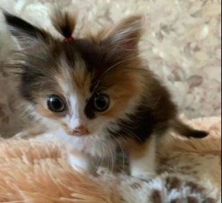 Illustration de l'article : 16 photos montrant que le monde serait réellement moins agréable sans la présence des chats