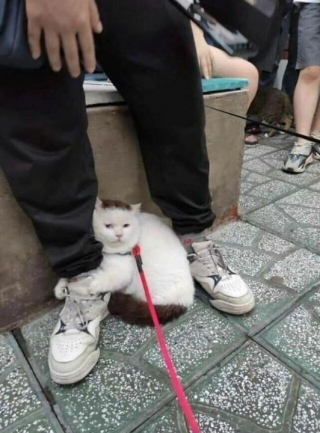 Illustration de l'article : 16 photos montrant que le monde serait réellement moins agréable sans la présence des chats