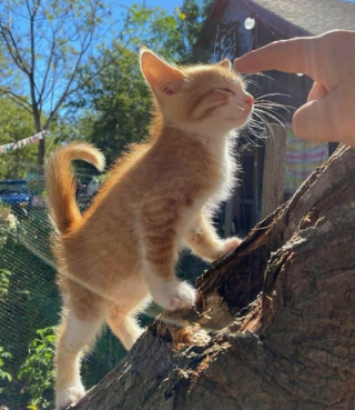 Illustration de l'article : 16 photos montrant que le monde serait réellement moins agréable sans la présence des chats