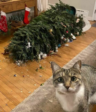Illustration de l'article : 16 photos montrant que le monde serait réellement moins agréable sans la présence des chats