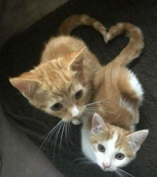 Illustration de l'article : 16 photos montrant que le monde serait réellement moins agréable sans la présence des chats