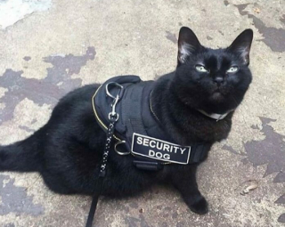 Illustration de l'article : 16 photos montrant que le monde serait réellement moins agréable sans la présence des chats