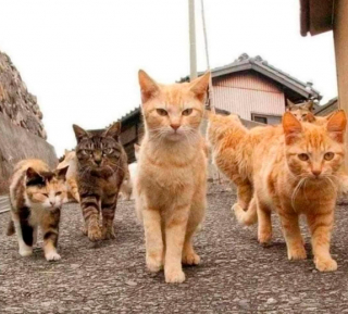 Illustration de l'article : 16 photos montrant que le monde serait réellement moins agréable sans la présence des chats