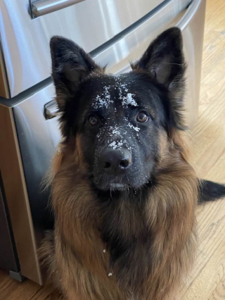 Illustration de l'article : Le chien volé d'un homme gravement malade plonge sa famille dans le désarroi jusqu'à cet appel téléphonique empli de culpabilité