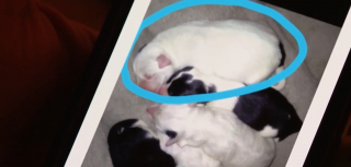 Illustration de l'article : Dévasté par la disparition de la chienne de son enfance, il reçoit des nouvelles inattendues 4 ans plus tard de la part d'une parente