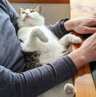 Illustration de l'article : 17 photos montrant que ce sont littéralement les chats qui choisissent leur humain préféré