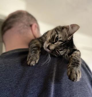 Illustration de l'article : 17 photos montrant que ce sont littéralement les chats qui choisissent leur humain préféré
