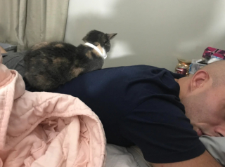 Illustration de l'article : 17 photos montrant que ce sont littéralement les chats qui choisissent leur humain préféré