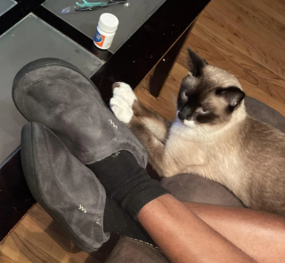 Illustration de l'article : 17 photos montrant que ce sont littéralement les chats qui choisissent leur humain préféré