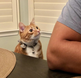 Illustration de l'article : 17 photos montrant que ce sont littéralement les chats qui choisissent leur humain préféré