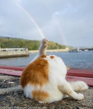 Illustration de l'article : 20 photos montrant la beauté des chats, sublimée à travers l’œil d’un photographe japonais