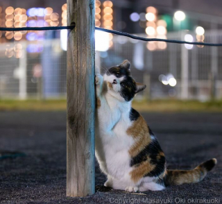 Illustration de l'article : 20 photos montrant la beauté des chats, sublimée à travers l’œil d’un photographe japonais