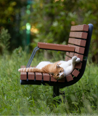 Illustration de l'article : 20 photos montrant la beauté des chats, sublimée à travers l’œil d’un photographe japonais