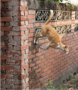 Illustration de l'article : 20 photos montrant la beauté des chats, sublimée à travers l’œil d’un photographe japonais