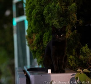 Illustration de l'article : 20 photos montrant la beauté des chats, sublimée à travers l’œil d’un photographe japonais