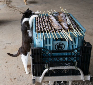 Illustration de l'article : 20 photos montrant la beauté des chats, sublimée à travers l’œil d’un photographe japonais