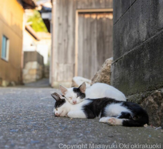 Illustration de l'article : 20 photos montrant la beauté des chats, sublimée à travers l’œil d’un photographe japonais