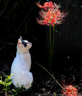 Illustration de l'article : 20 photos montrant la beauté des chats, sublimée à travers l’œil d’un photographe japonais