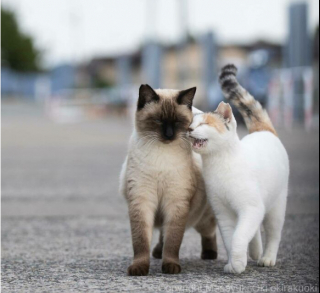 Illustration de l'article : 20 photos montrant la beauté des chats, sublimée à travers l’œil d’un photographe japonais