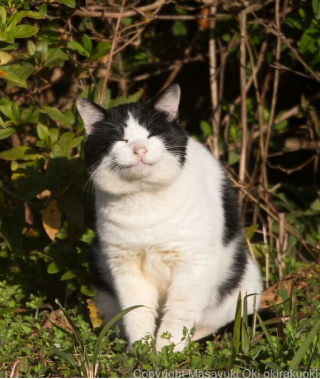 Illustration de l'article : 20 photos montrant la beauté des chats, sublimée à travers l’œil d’un photographe japonais