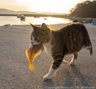 Illustration de l'article : 20 photos montrant la beauté des chats, sublimée à travers l’œil d’un photographe japonais
