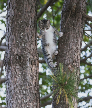 Illustration de l'article : 20 photos montrant la beauté des chats, sublimée à travers l’œil d’un photographe japonais