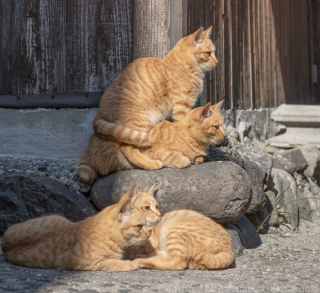 Illustration de l'article : 20 photos montrant la beauté des chats, sublimée à travers l’œil d’un photographe japonais