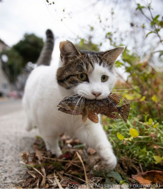 Illustration de l'article : 20 photos montrant la beauté des chats, sublimée à travers l’œil d’un photographe japonais
