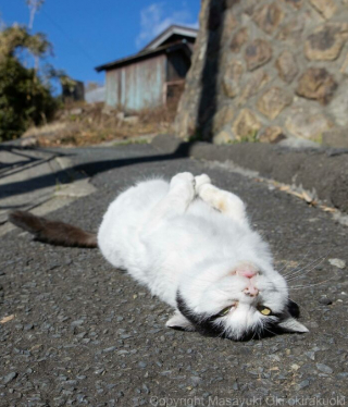 Illustration de l'article : 20 photos montrant la beauté des chats, sublimée à travers l’œil d’un photographe japonais