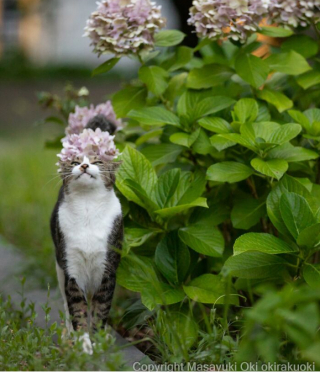 Illustration de l'article : 20 photos montrant la beauté des chats, sublimée à travers l’œil d’un photographe japonais